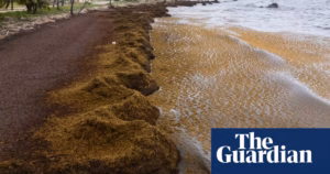 Caribbean shores marred by unprecedented quantities of foul-smelling seaweed | Caribbean