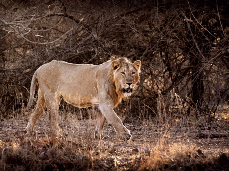 India Witnesses Increase in Lion Population: Conservationists Voice Concerns | Wildlife News