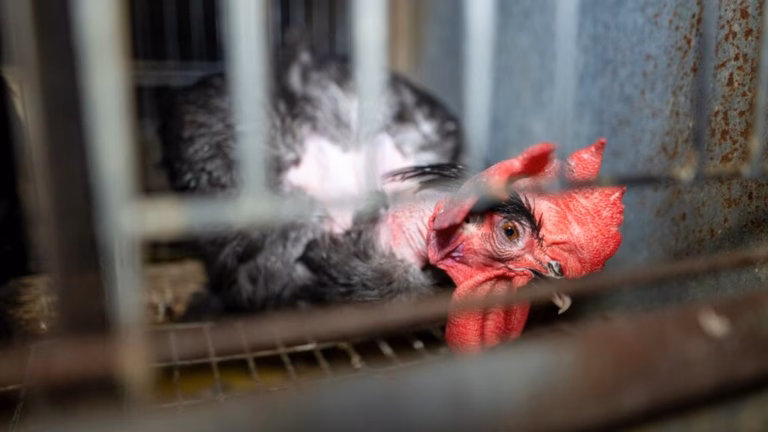 Global egg trade secretely probed, exposing rampant maltreatment of caged hens during avian influenza outbreak