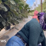 Concealed in the farmlands: California’s undocumented farm laborers live in fear of deportation
