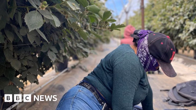 Concealed in the farmlands: California’s undocumented farm laborers live in fear of deportation