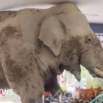 Venturing into a Thai grocery store, a hungry elephant explores the aisles.
