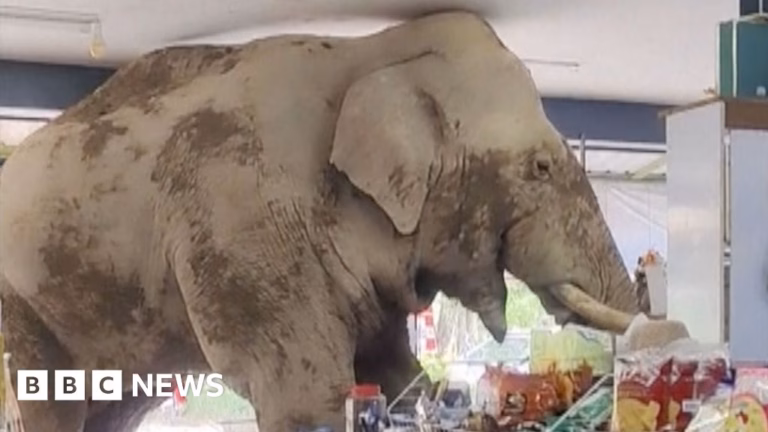 Venturing into a Thai grocery store, a hungry elephant explores the aisles.