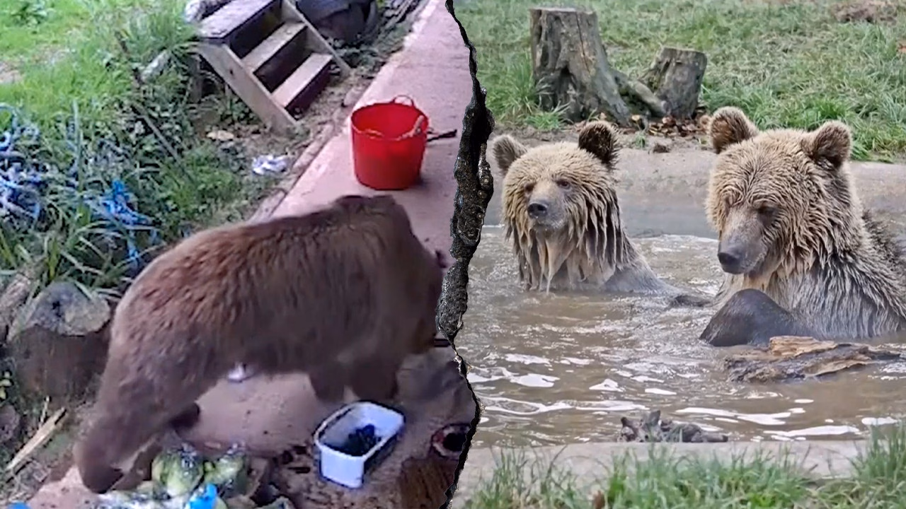 Bears honey.jpg