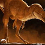 Scientists stumble upon a novel dinosaur species, recalculating the T.rex ancestry