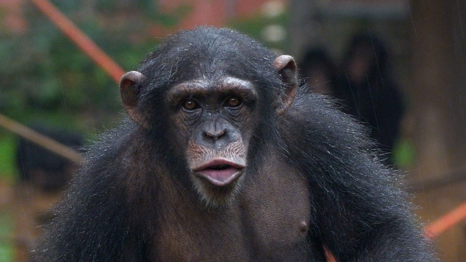Skynews chimpanzees sierra leone 6933239.jpg