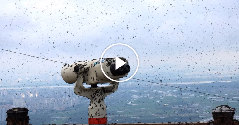 South Korea Inundated by Massive Lovebug Infestation