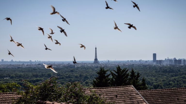 Reenacting The Historic Flight: France’s Military Pigeon Rally Honoring Valiant Forerunners