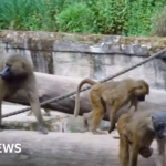 Outrage Erupts Following German Zoo’s Decision to Cull Baboons Due to Overcrowding Concerns