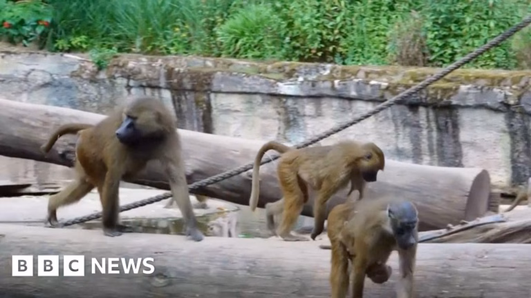 Outrage Erupts Following German Zoo’s Decision to Cull Baboons Due to Overcrowding Concerns