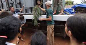Brazil’s elephant sanctuary introduces its most recent addition, a rescue from Argentina’s zoo.