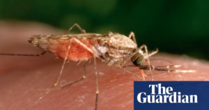 Zimbabwe is experiencing a severe resurgence of malaria, with the death toll from the disease increasing threefold | Global development