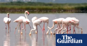North-eastern Italy’s Risotto Rice at Risk Due to Flamingo Influx: An Agricultural Concern