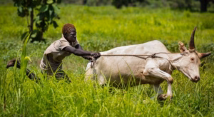 ‘Unity in Harmony’: South Sudan’s Cooperatives Promoting Peace