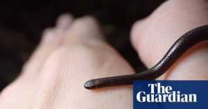 Rediscovery of the World’s Tiniest Snake in Barbados After 20-Year Absence | Serpents