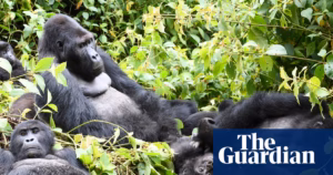 
Protecting DRC’s Gorillas and Forests: The Threat of Oil and Gas Drilling Expands Nationwide.
