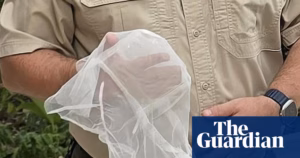 Opponents object to risky proposal to reinstate spit hoods in Northern Territory’s youth correction facilities | NT