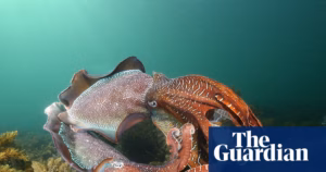 Concerns Rise Over South Australia’s Yearly Cuttlefish Gathering Due to Dangerous Algal Bloom | Marine Species