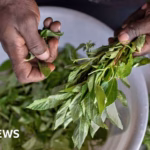 The Rediscovery of Kenya’s Native Vegetables: A Taste of Tradition Gains Popularity