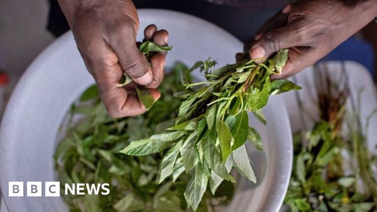 The Rediscovery of Kenya’s Native Vegetables: A Taste of Tradition Gains Popularity