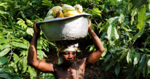 Global scientists claim that the climate emergency is resulting in surging food costs worldwide.