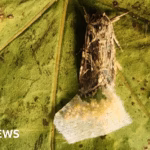Scientists discover that animals can respond to hidden noises made by plants.