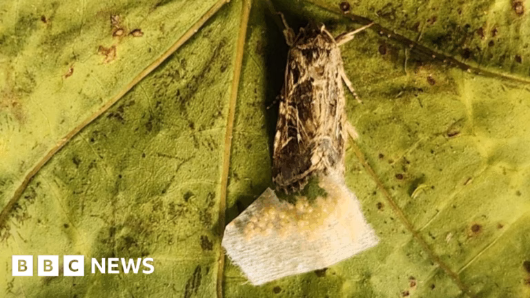 Scientists discover that animals can respond to hidden noises made by plants.