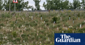 £1.5bn Infrastructure Project Intended to Enhance Biodiversity Turned into an Eco-Failure | Environmental News