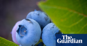 Great News: British blueberry harvests surge by almost 25%, thanks to milder weather – Food & Beverage World