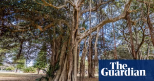 The destructive shot-hole borer from WA poses a significant threat to Sydney’s cherished trees and could spell disaster for its historical greenery | The menace of a non-native species
