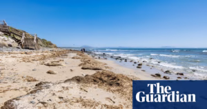 Massive Amounts of Non-Native Seaweed Engulfing Spanish Coastlines | Non-Native Species Takeover