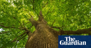 UK’s Tree of the Year Shortlist Celebrates Cultural Icons: The Beatles and Virginia Woolf Among the Noms
