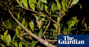 Extra-large stick insect unearthed in tall trees of Australia at extraordinary heights | Entomology