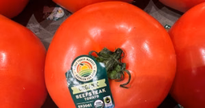 17 Percent Tariff Imposed by Trump on Mexican Tomatoes | Escalating Trade War Tensions