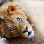 Owners of domesticated lion taken into custody following incident where exotic predator assaults three individuals