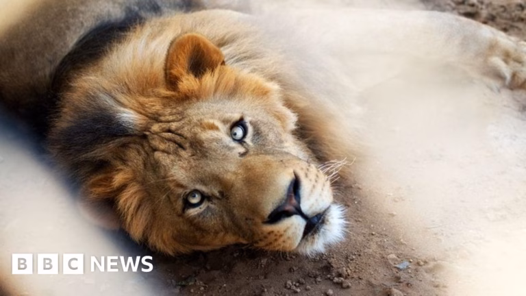 Owners of domesticated lion taken into custody following incident where exotic predator assaults three individuals