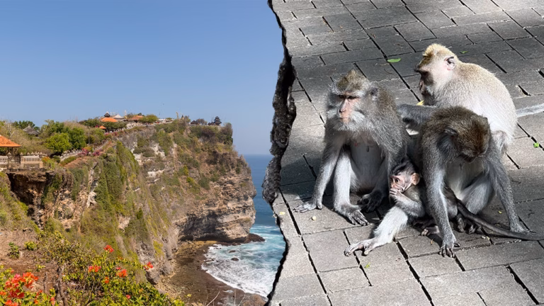 Tourists in Bali are warned about cunning monkeys allegedly swapping food for valuable possessions.