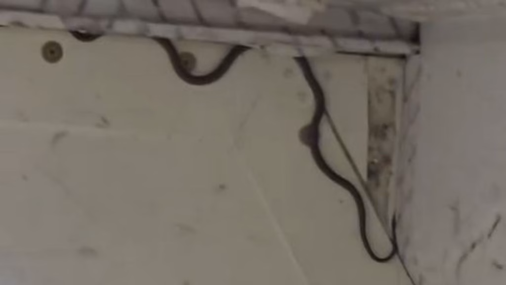 A Plane with a Snake! Travel Disrupted for 2 Hours Until a Catcher Arrives for Assistance | Global News