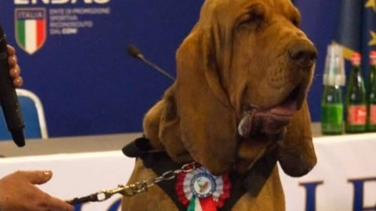 Canine Hero Bruno, Renowned Sniffer Dog, Tragically Killed by Nail-Infused Sausages | Global Updates