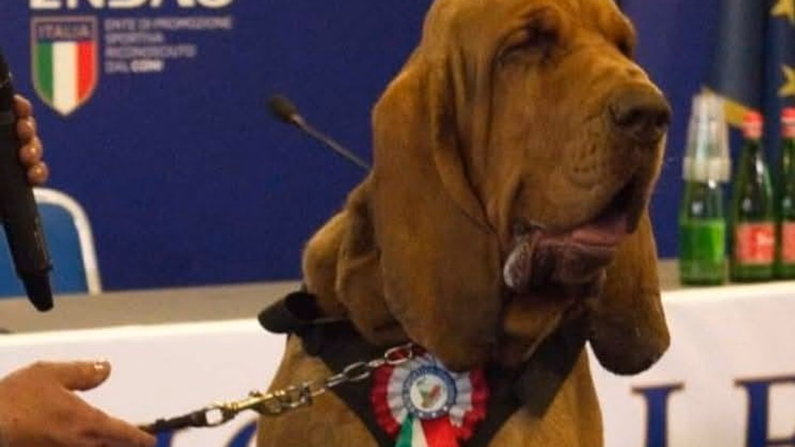 Skynews sniffer dog bruno 6959763.jpg