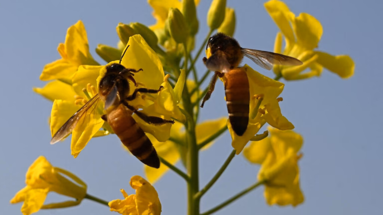 High Court in France Prevents Exported Pesticide from Returning