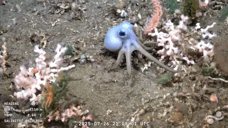 Positive Angle: Underwater Robot Live Stream Captivates Argentine Audience