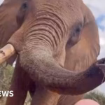 A Kenya-based occurrence has outraged people worldwide, involving a tourist pouring beer into an elephant’s trunk.