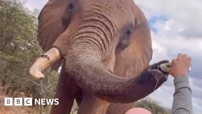 A Kenya-based occurrence has outraged people worldwide, involving a tourist pouring beer into an elephant’s trunk.