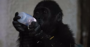 Gorilla Rescue: Nigerian Baby Gorilla Retrieval from Plane in Turkey