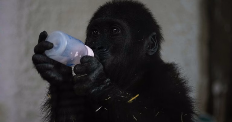 Gorilla Rescue: Nigerian Baby Gorilla Retrieval from Plane in Turkey