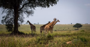 Researchers have identified and categorized giraffes into four different species, increasing the count from the previous single classification.
