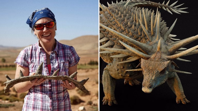 A 165-million-year-old spiked dinosaur featuring a “weaponized tail” has been unveiled in Morocco.