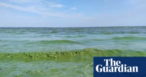 The UK’s most extensive lake is confronting an ecological catastrophe, but the efforts to save it are failing | Contamination