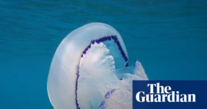 A remarkable surge in jellyfish numbers has been observed in UK waters | Marine life overview